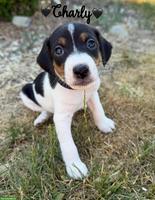 Ratier du Jura Welpen (vergleichbar mit Jack Russell Terrier)