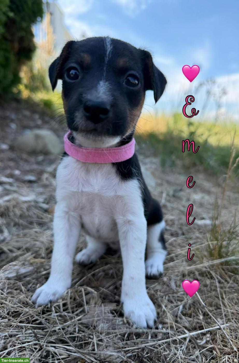 Bild 3: Ratier du Jura Welpen (vergleichbar mit Jack Russell Terrier)