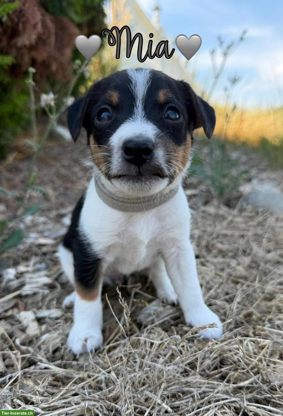 Bild 4: Ratier du Jura Welpen (vergleichbar mit Jack Russell Terrier)