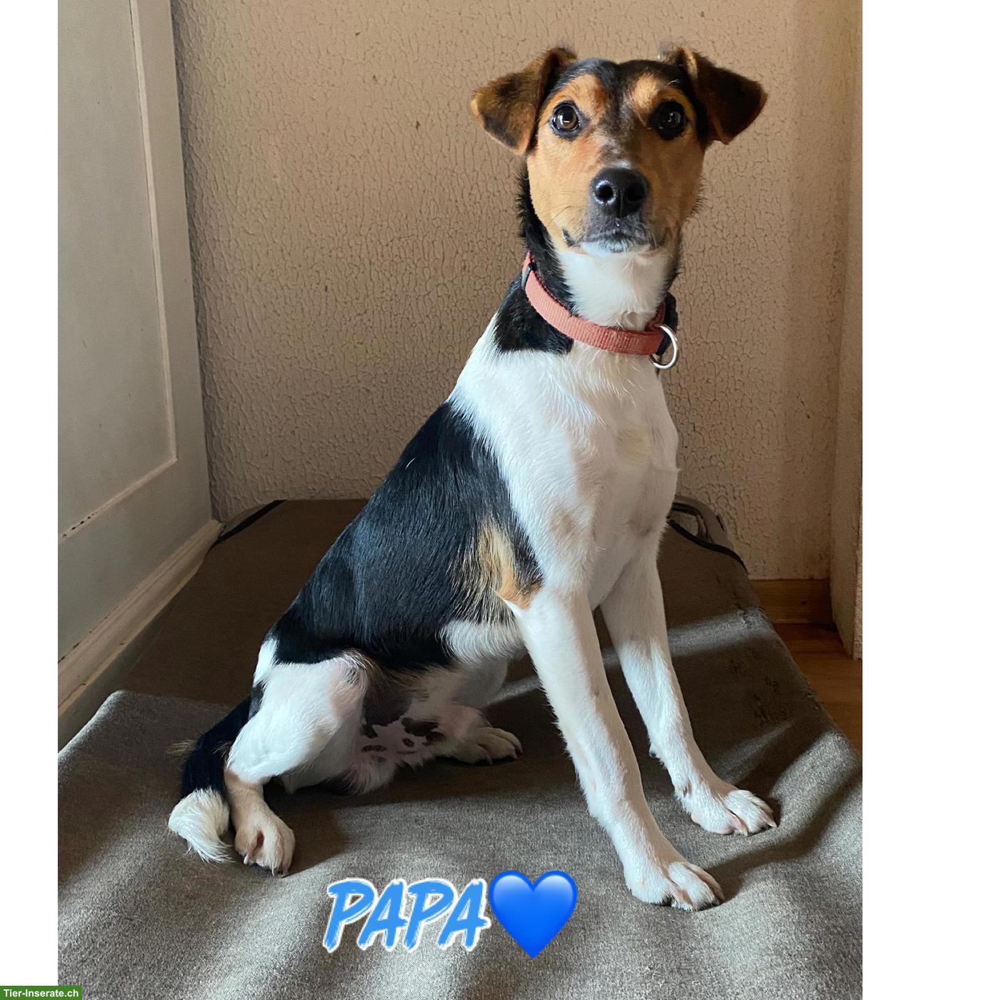 Bild 5: Ratier du Jura Welpen (vergleichbar mit Jack Russell Terrier)