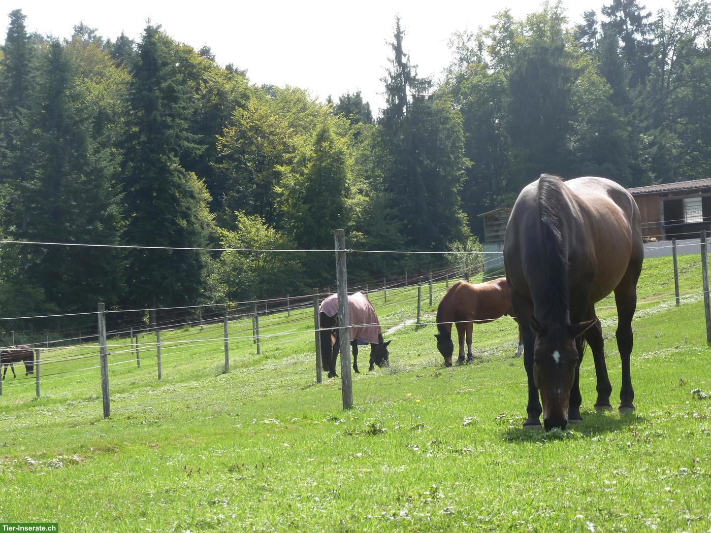 Bild 2: Job als Pferdefachfrau/mann, 60-100%, ab sofort