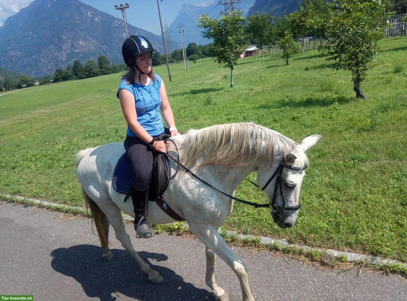 Bild 4: Schimmel Wallach als Beistellpferd, nicht reitbar, lieb, unkompliziert