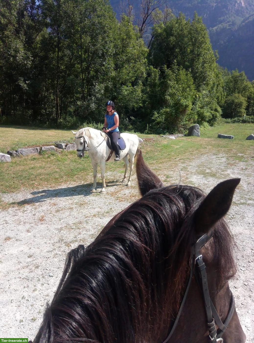 Bild 5: Schimmel Wallach als Beistellpferd, nicht reitbar, lieb, unkompliziert