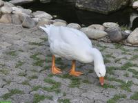 Diepholzer Gänse Jungtiere aus Naturbrut