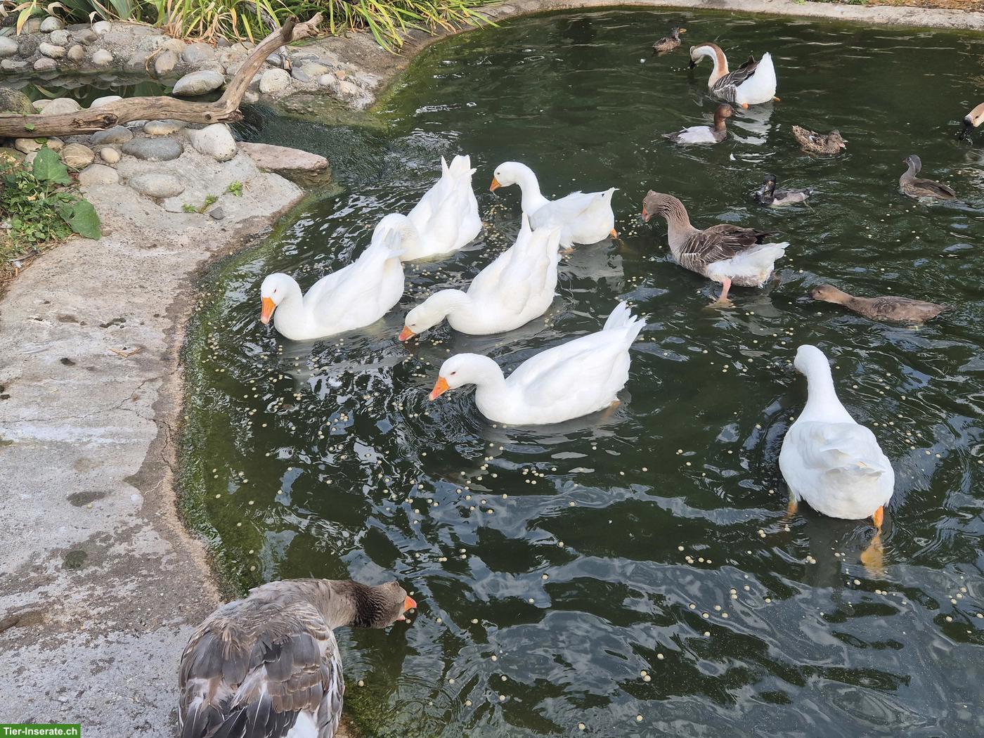 Bild 2: Diepholzer Gänse Jungtiere aus Naturbrut