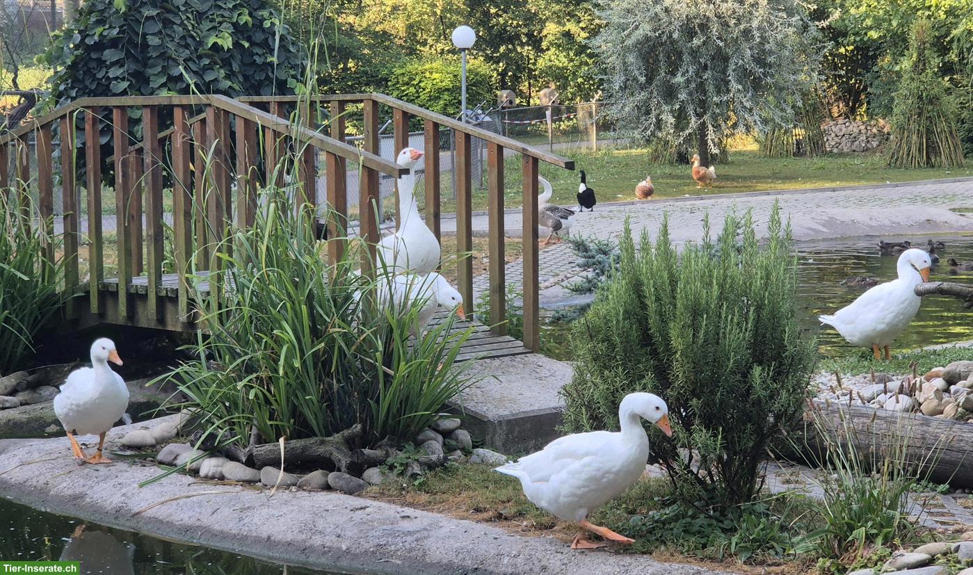 Bild 3: Diepholzer Gänse Jungtiere aus Naturbrut