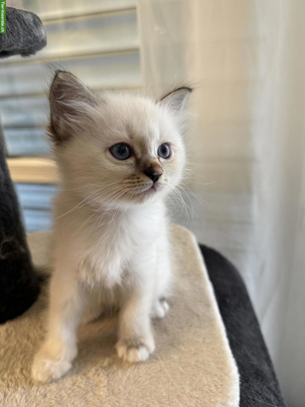Heilige Birma Kitten aus liebevoller Hobbyzucht zu verkaufen