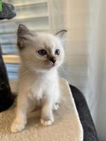 Heilige Birma Kitten aus liebevoller Hobbyzucht zu verkaufen