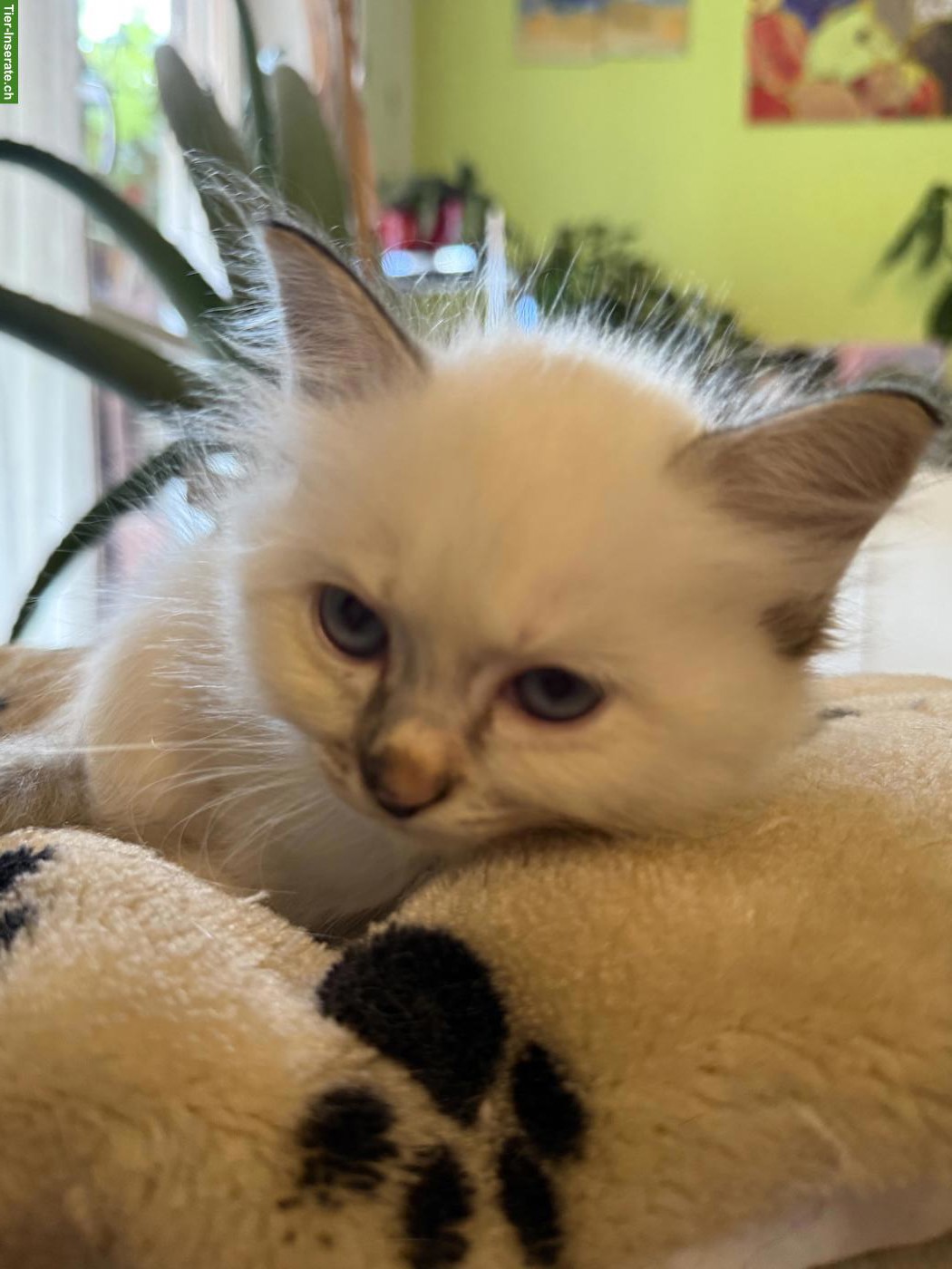Bild 2: Heilige Birma Kitten aus liebevoller Hobbyzucht zu verkaufen