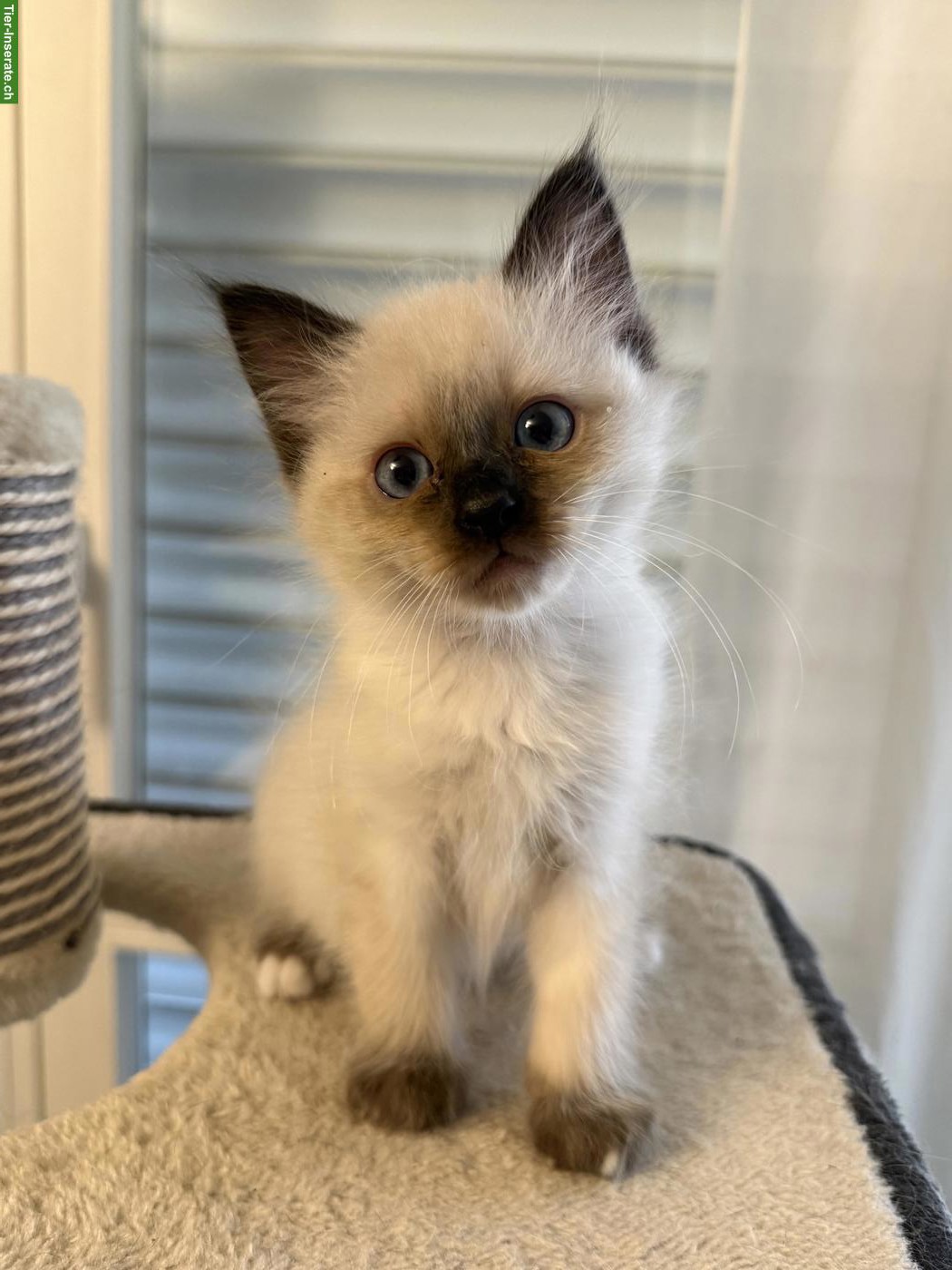 Bild 3: Heilige Birma Kitten aus liebevoller Hobbyzucht zu verkaufen