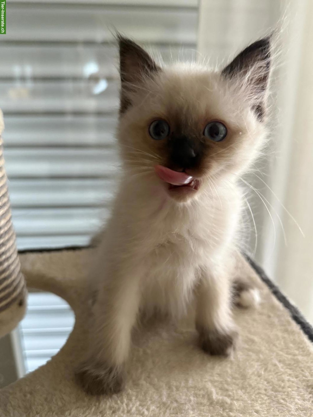 Bild 4: Heilige Birma Kitten aus liebevoller Hobbyzucht zu verkaufen