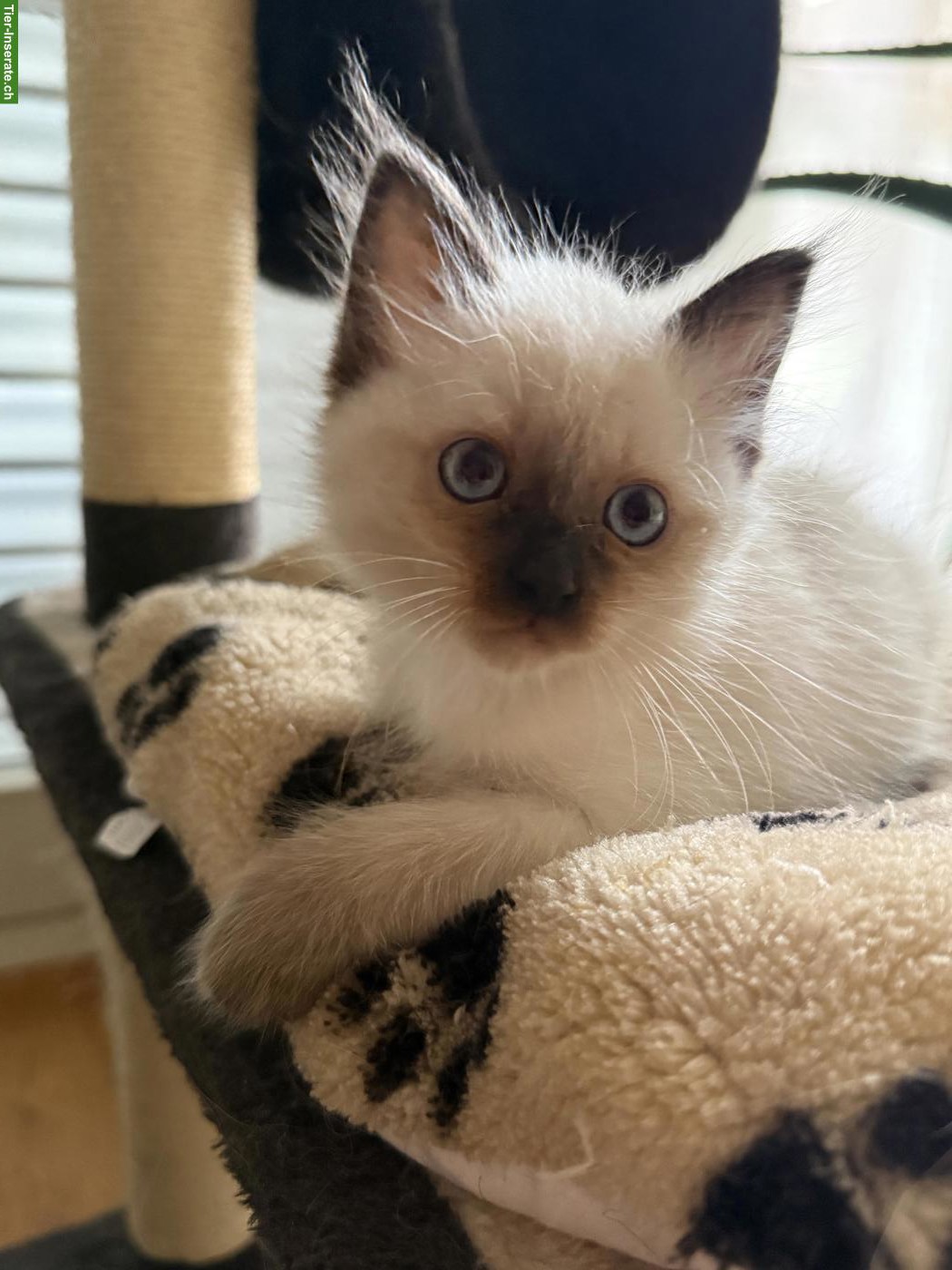 Bild 5: Heilige Birma Kitten aus liebevoller Hobbyzucht zu verkaufen