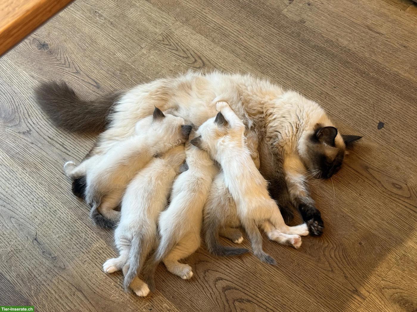 Bild 6: Heilige Birma Kitten aus liebevoller Hobbyzucht zu verkaufen