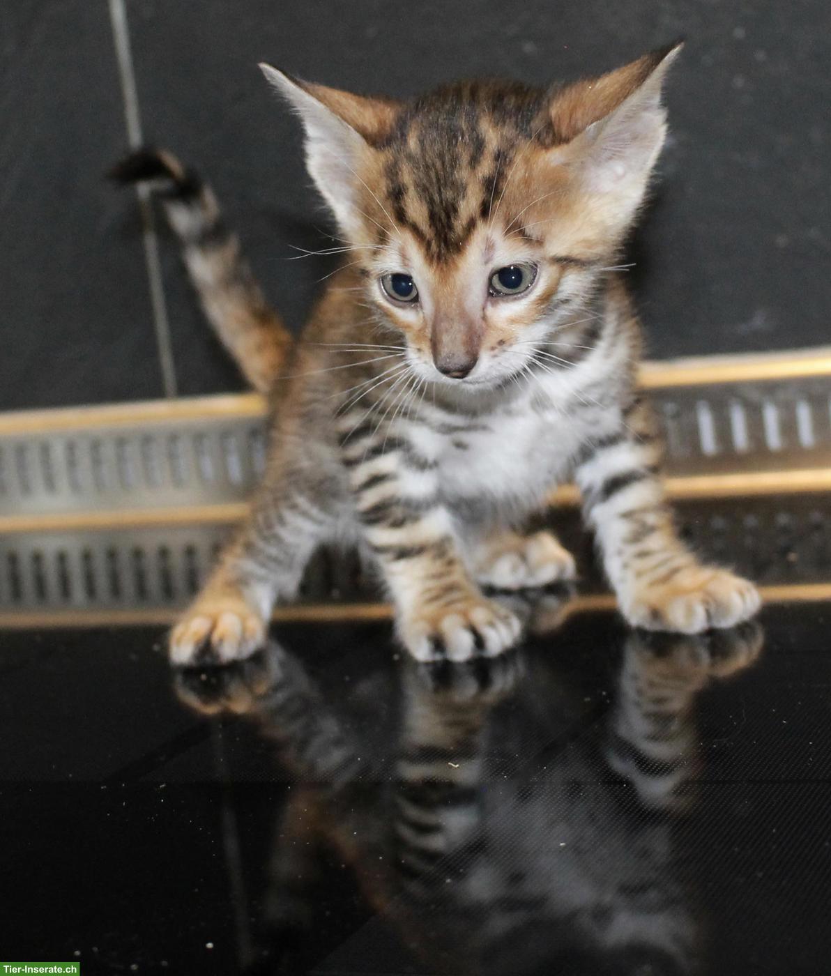 Reinrassige Toyger Kitten zu verkaufen