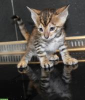 Reinrassige Toyger Kitten zu verkaufen