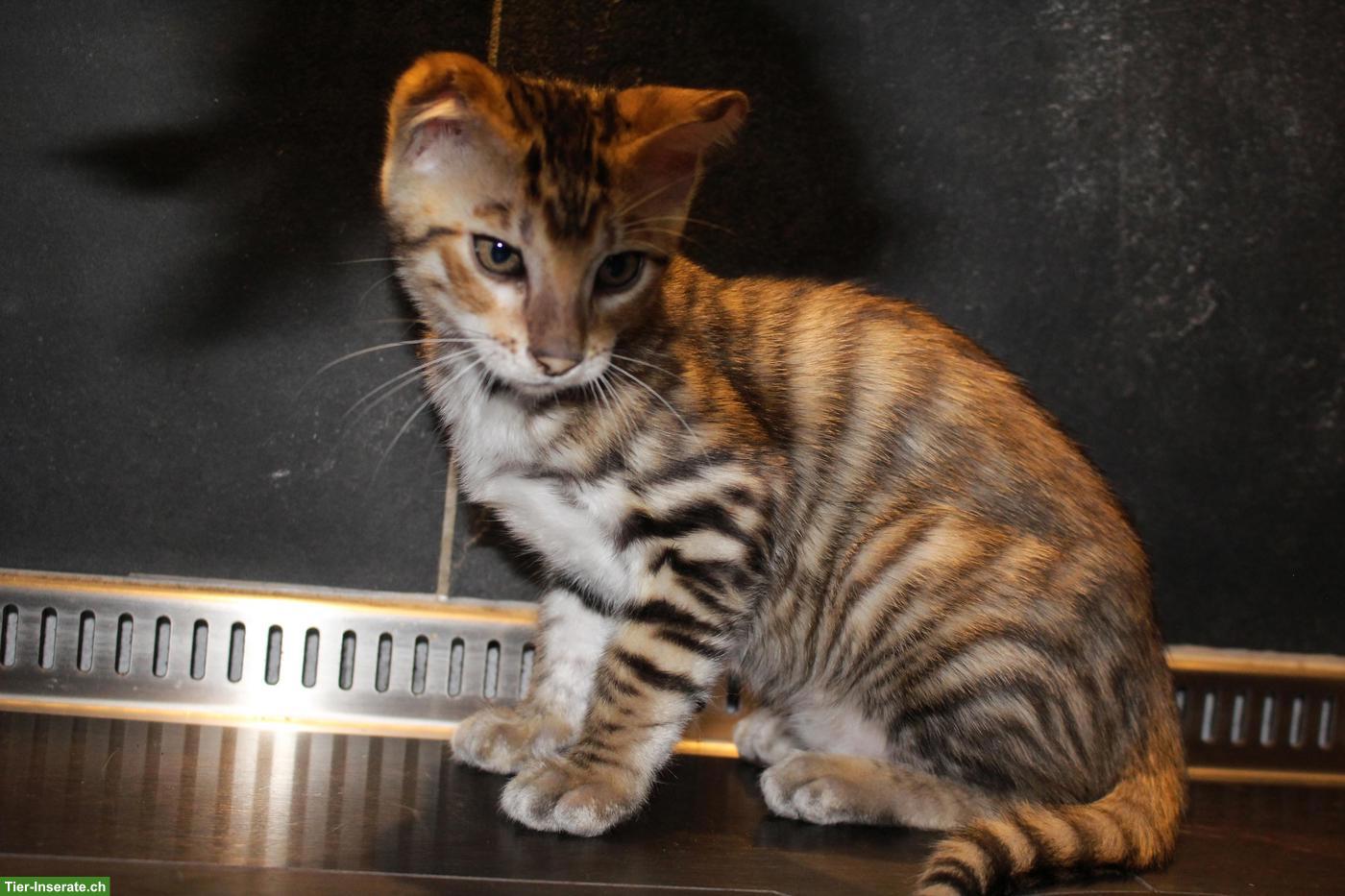 Bild 2: Reinrassige Toyger Kitten zu verkaufen