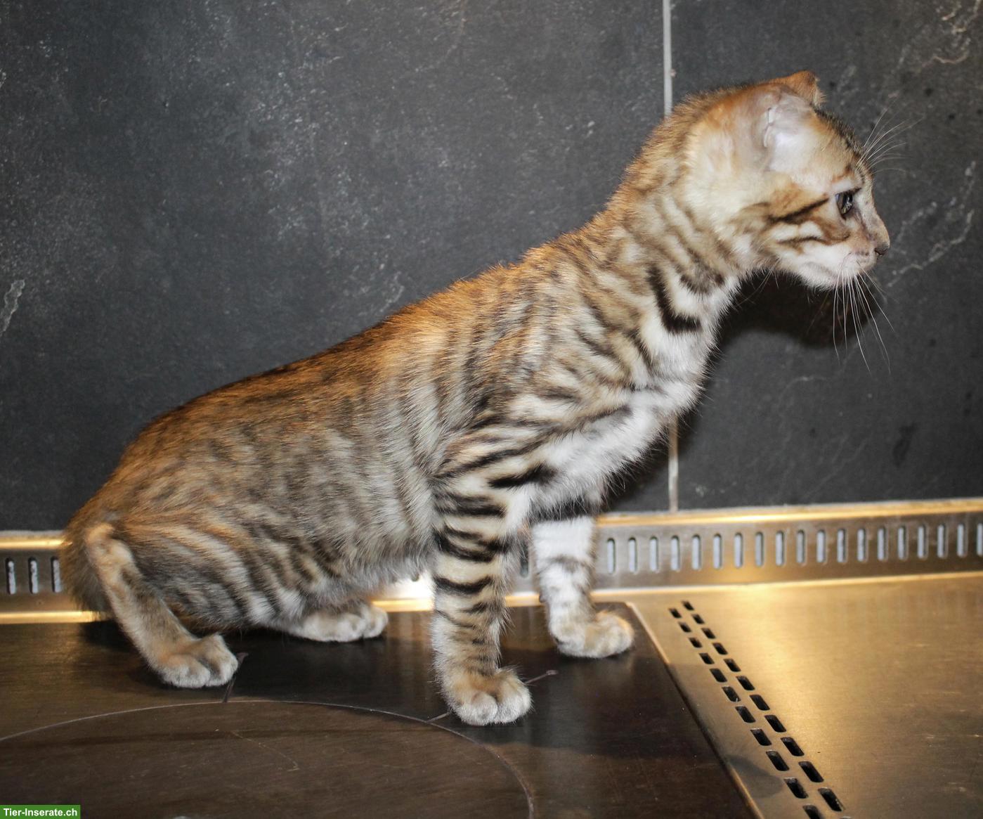 Bild 4: Reinrassige Toyger Kitten zu verkaufen