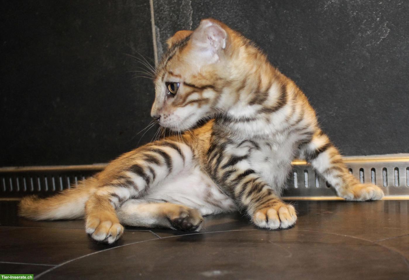 Bild 5: Reinrassige Toyger Kitten zu verkaufen
