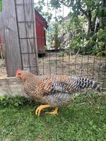Gratis: Bielefelder Kennhuhn-Hahn