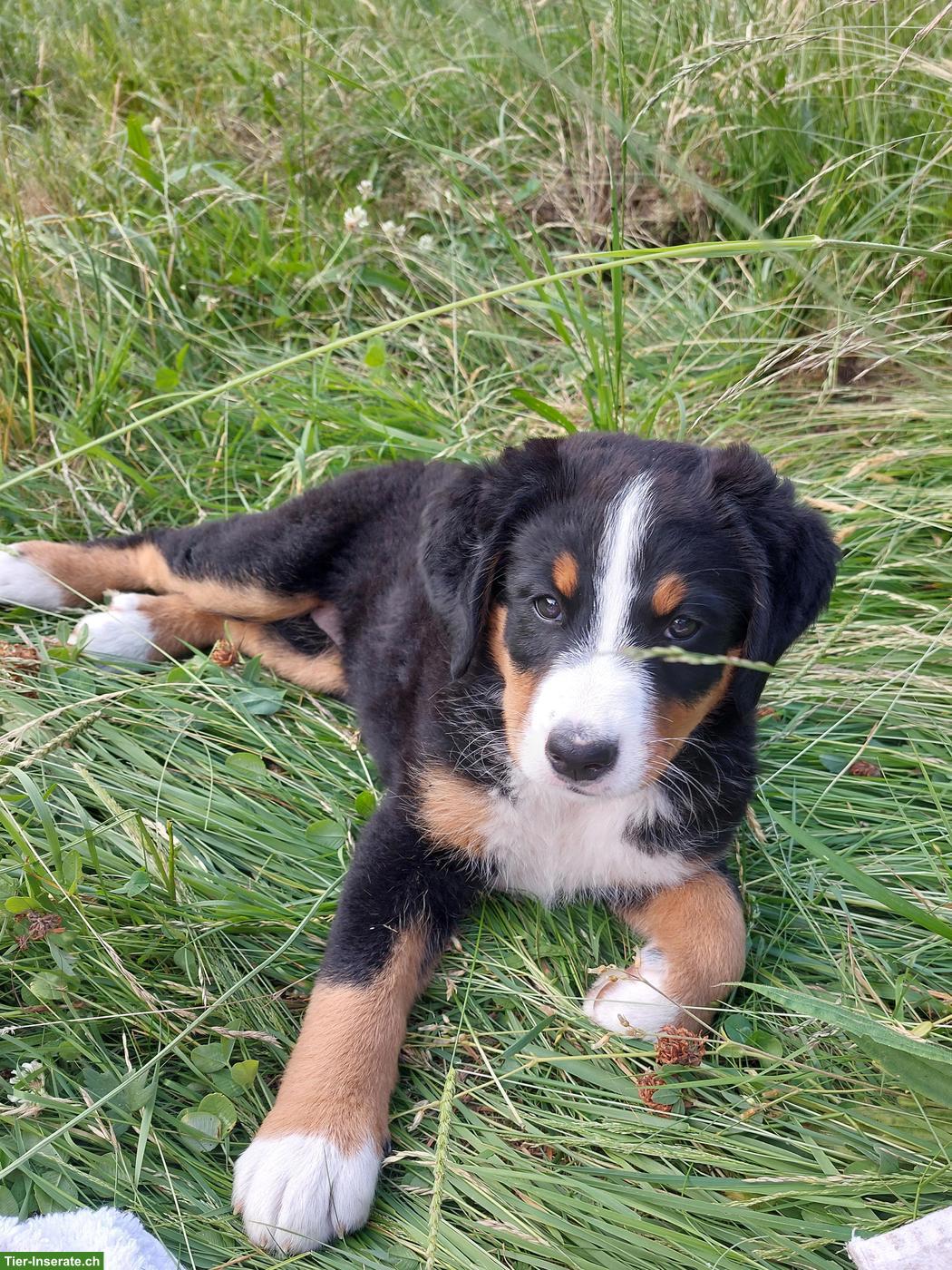 Berner Sennenhund Mix Welpen