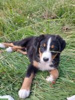 Berner Sennenhund Mix Welpen