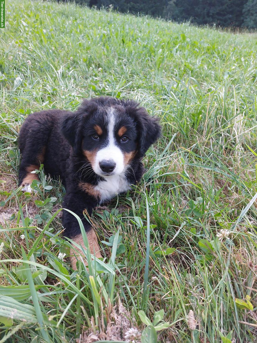 Bild 2: Berner Sennenhund Mix Welpen