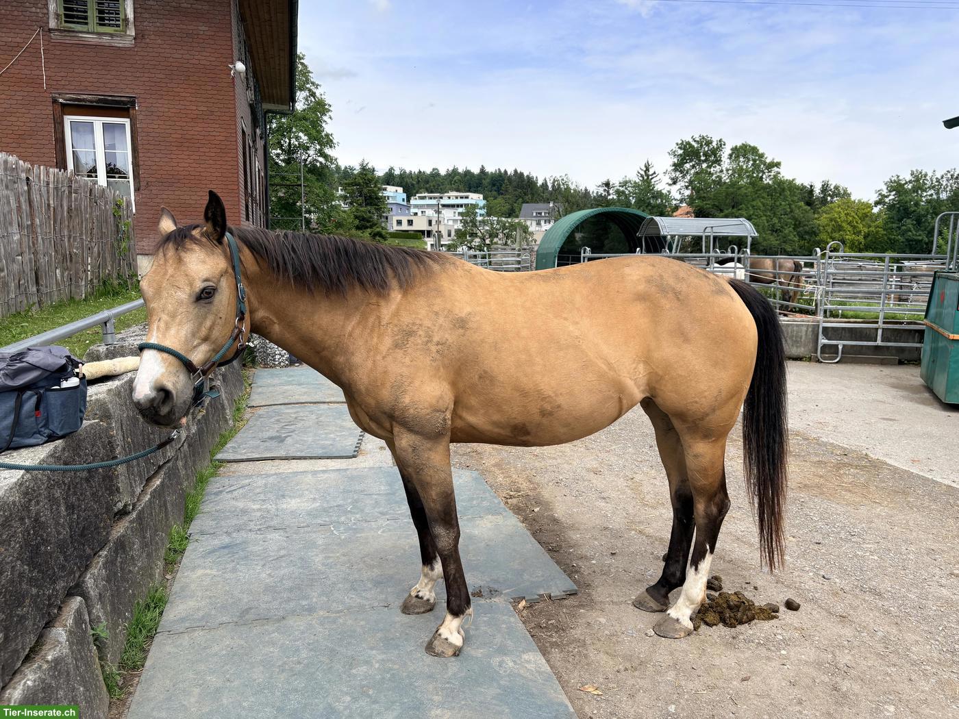 Reit- und Pflegebeteiligung auf lieber Paint Stute in Emmen LU
