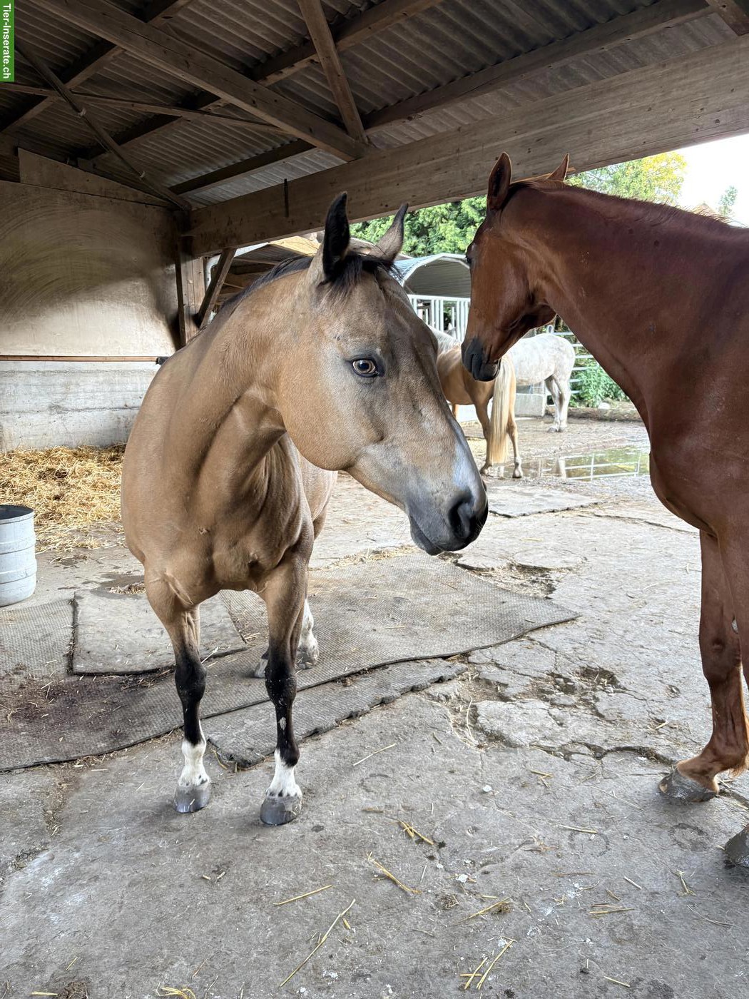 Bild 4: Reit- und Pflegebeteiligung auf lieber Paint Stute in Emmen LU