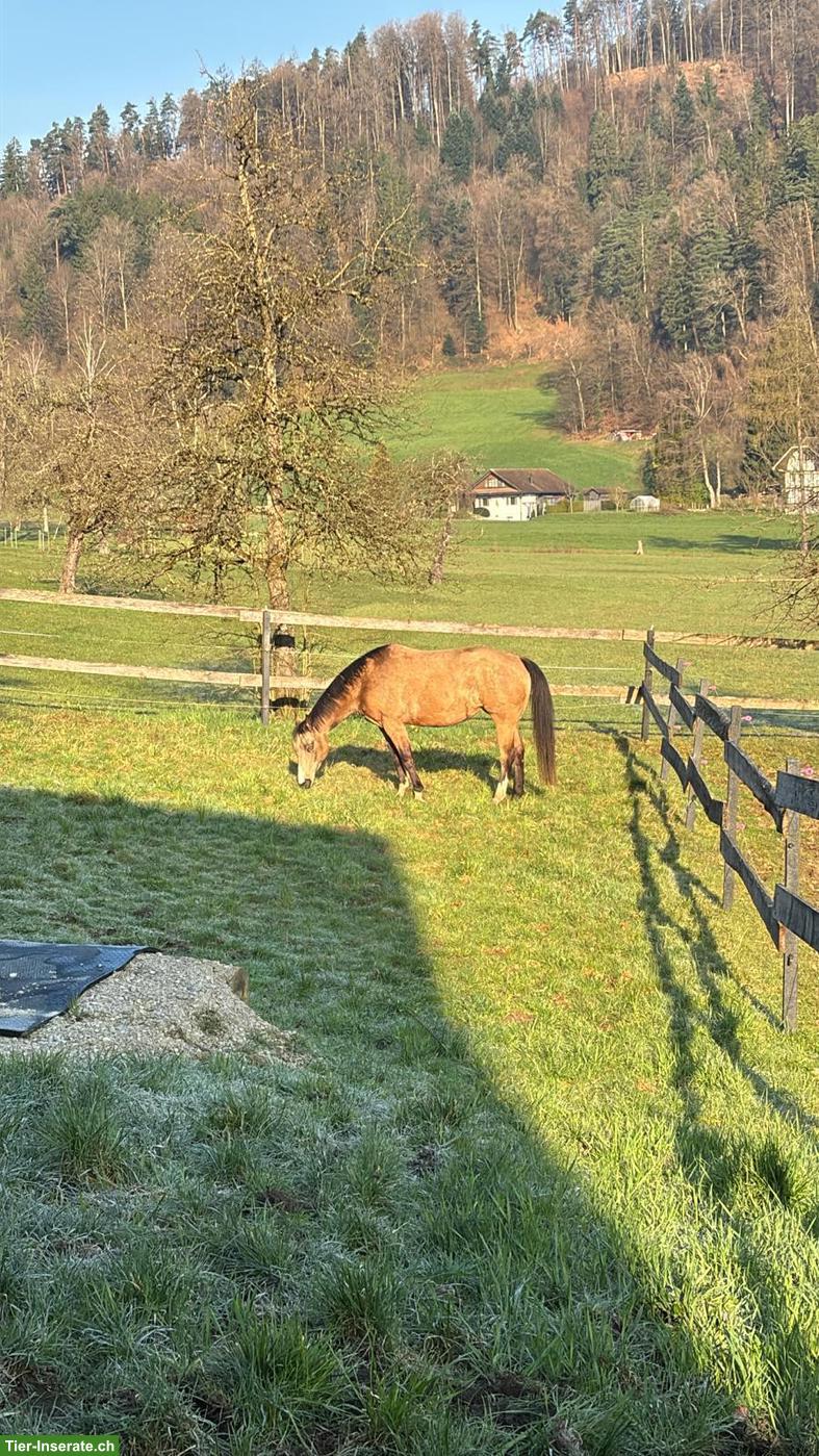 Bild 6: Reit- und Pflegebeteiligung auf lieber Paint Stute in Emmen LU
