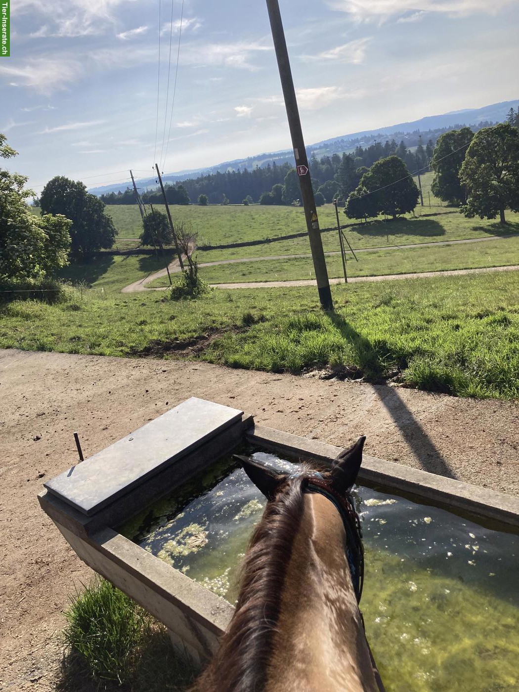 Bild 8: Reit- und Pflegebeteiligung auf lieber Paint Stute in Emmen LU