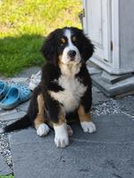 Reinrassiger Berner Sennenhund Welpe