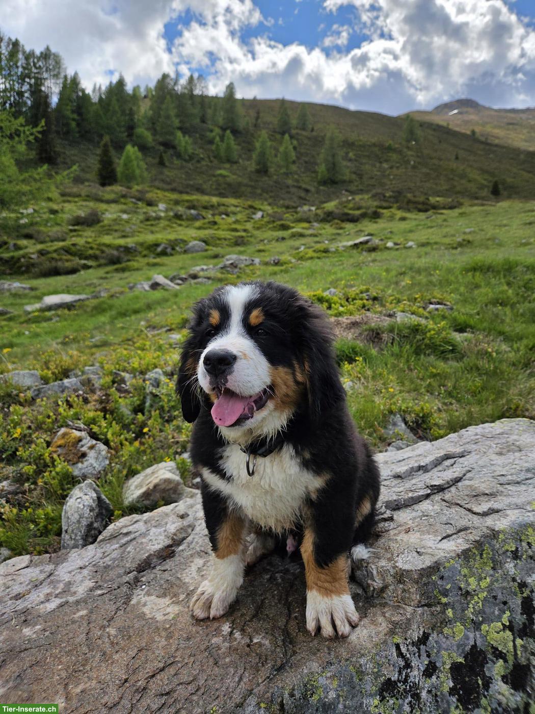 Bild 2: Reinrassiger Berner Sennenhund Welpe
