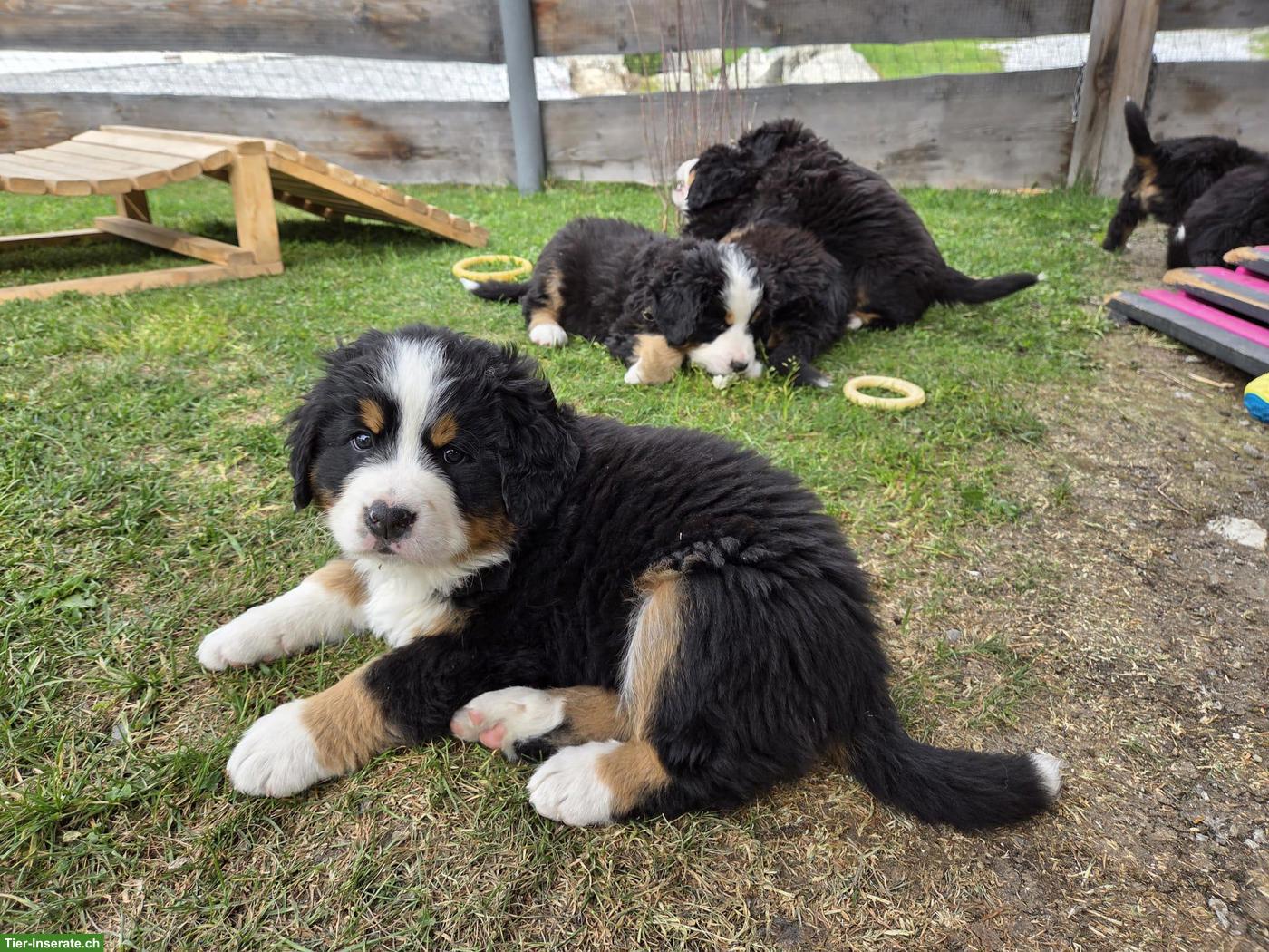 Bild 3: Reinrassiger Berner Sennenhund Welpe
