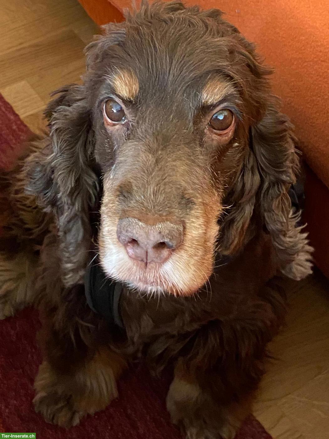 Cocker Spaniel, liebe 12-jährige Hündin Schaja sucht neues Zuhause
