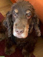 Cocker Spaniel, liebe 12-jährige Hündin Schaja sucht neues Zuhause