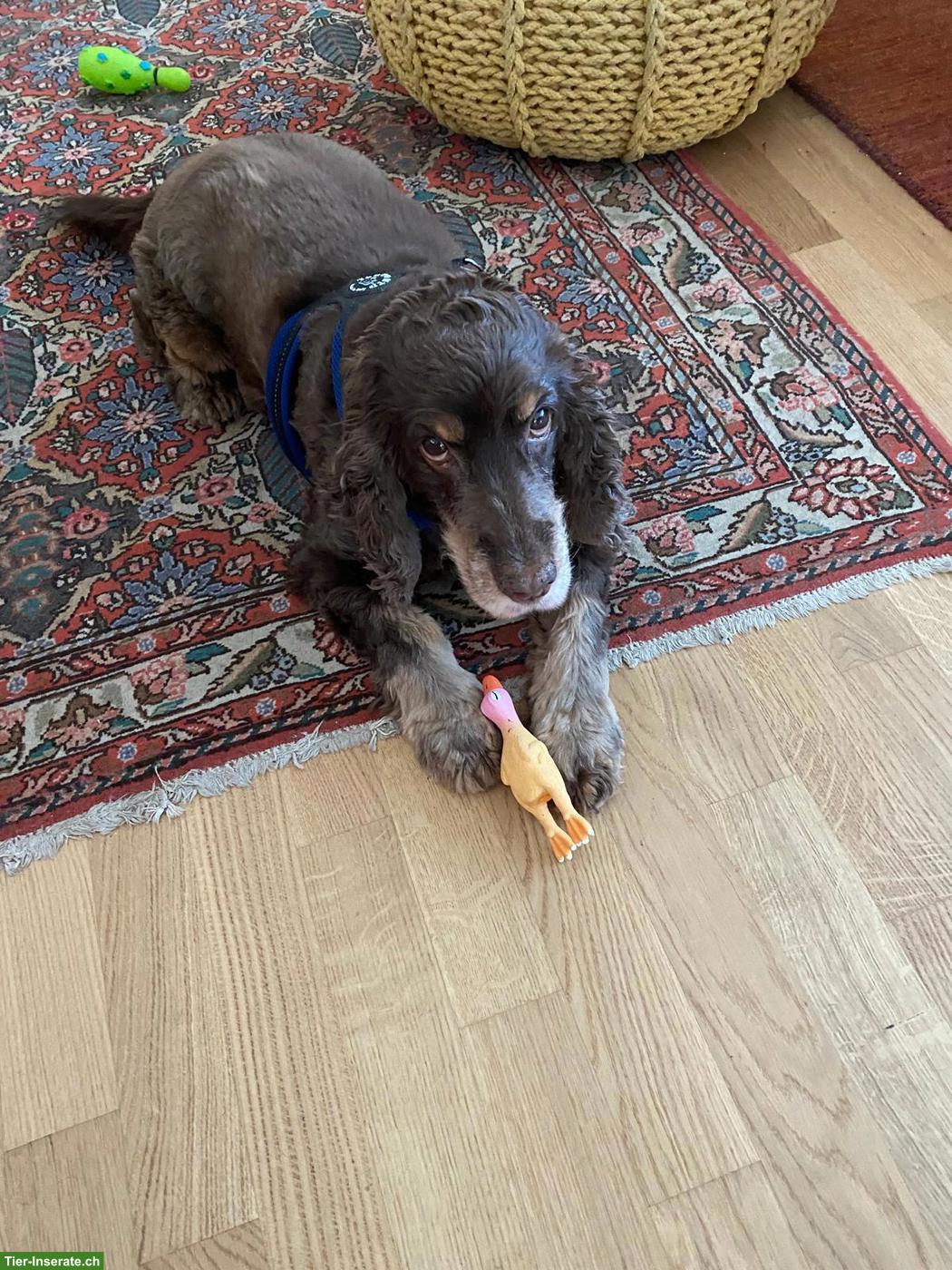 Bild 2: Cocker Spaniel, liebe 12-jährige Hündin Schaja sucht neues Zuhause