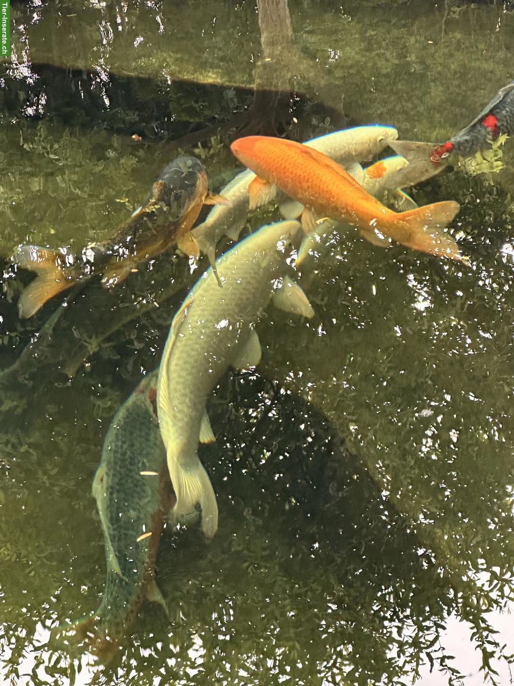 Japan Koi abzugeben