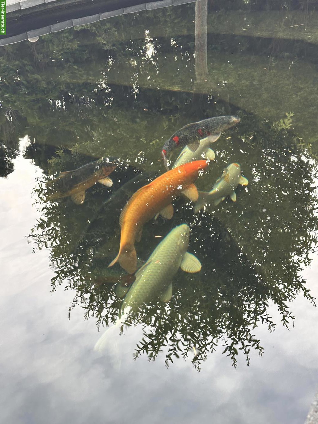 Bild 4: Japan Koi abzugeben