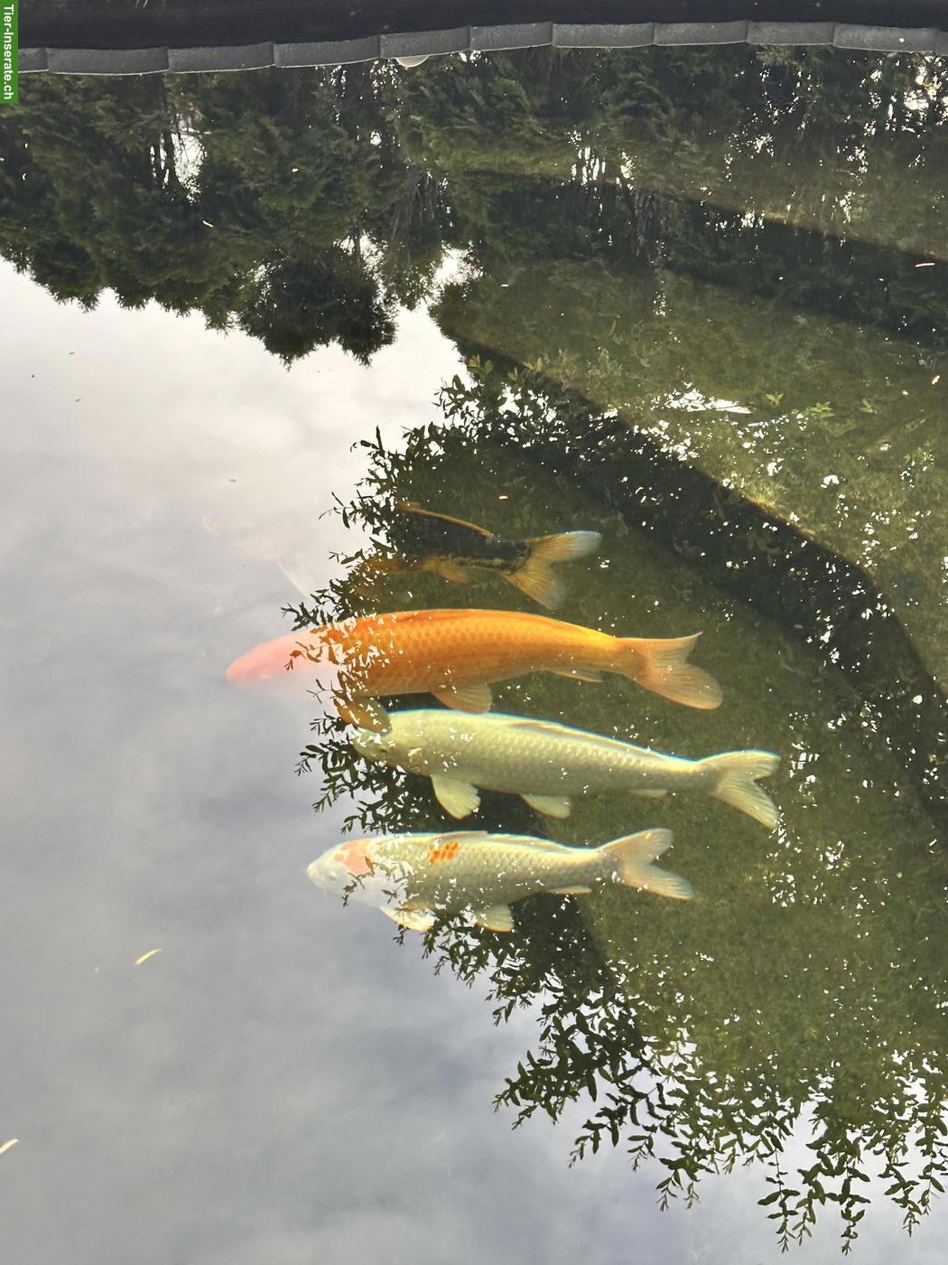 Bild 5: Japan Koi abzugeben