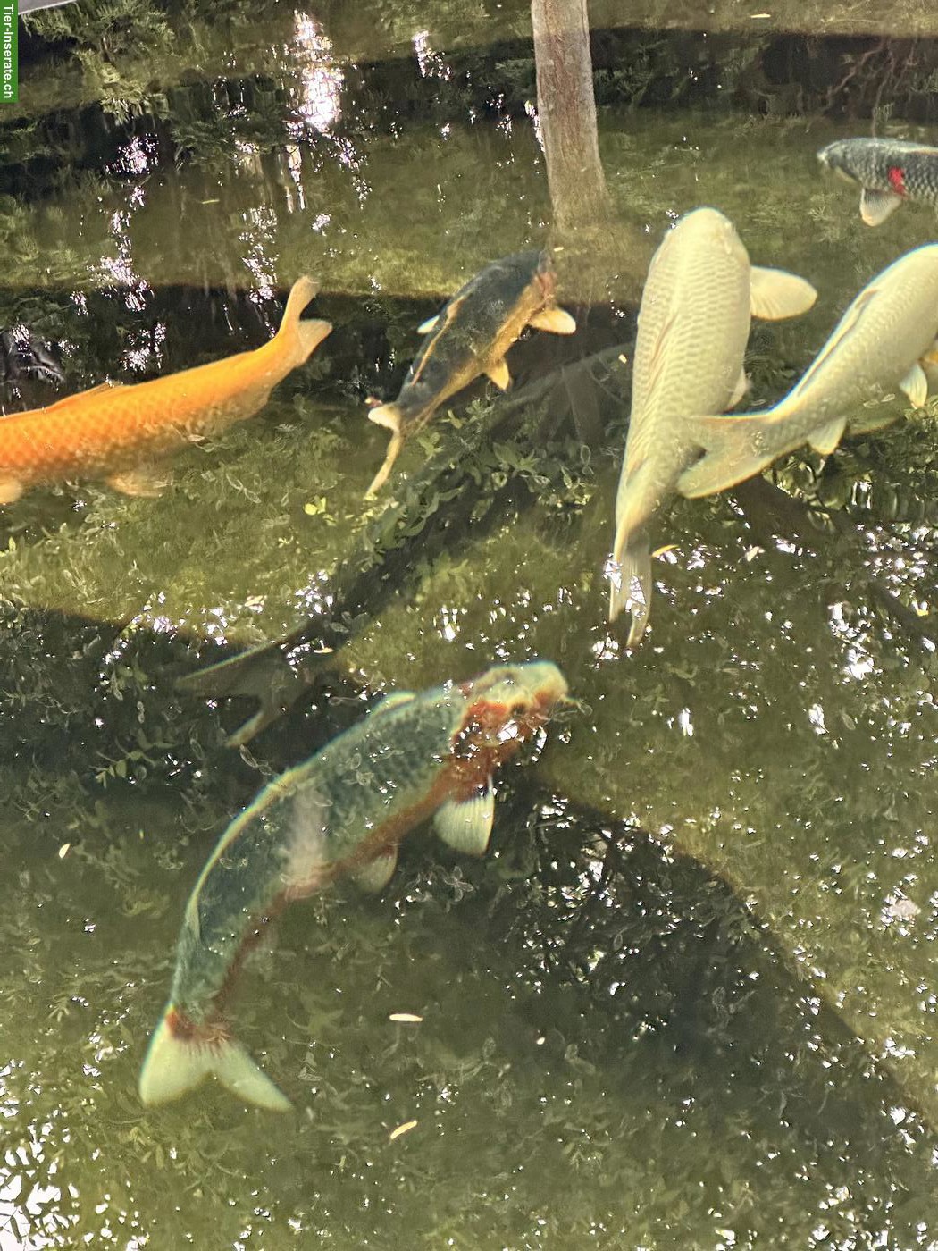 Bild 6: Japan Koi abzugeben