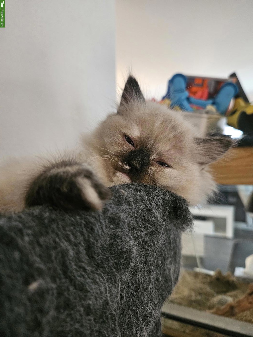 BKH x Ragdoll Katzenbabys