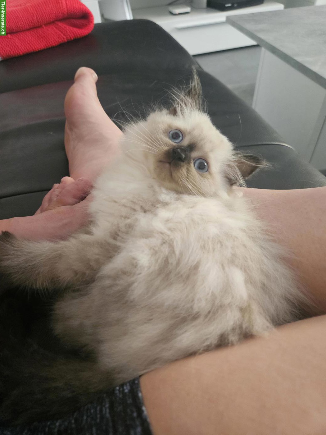 Bild 2: BKH x Ragdoll Katzenbabys