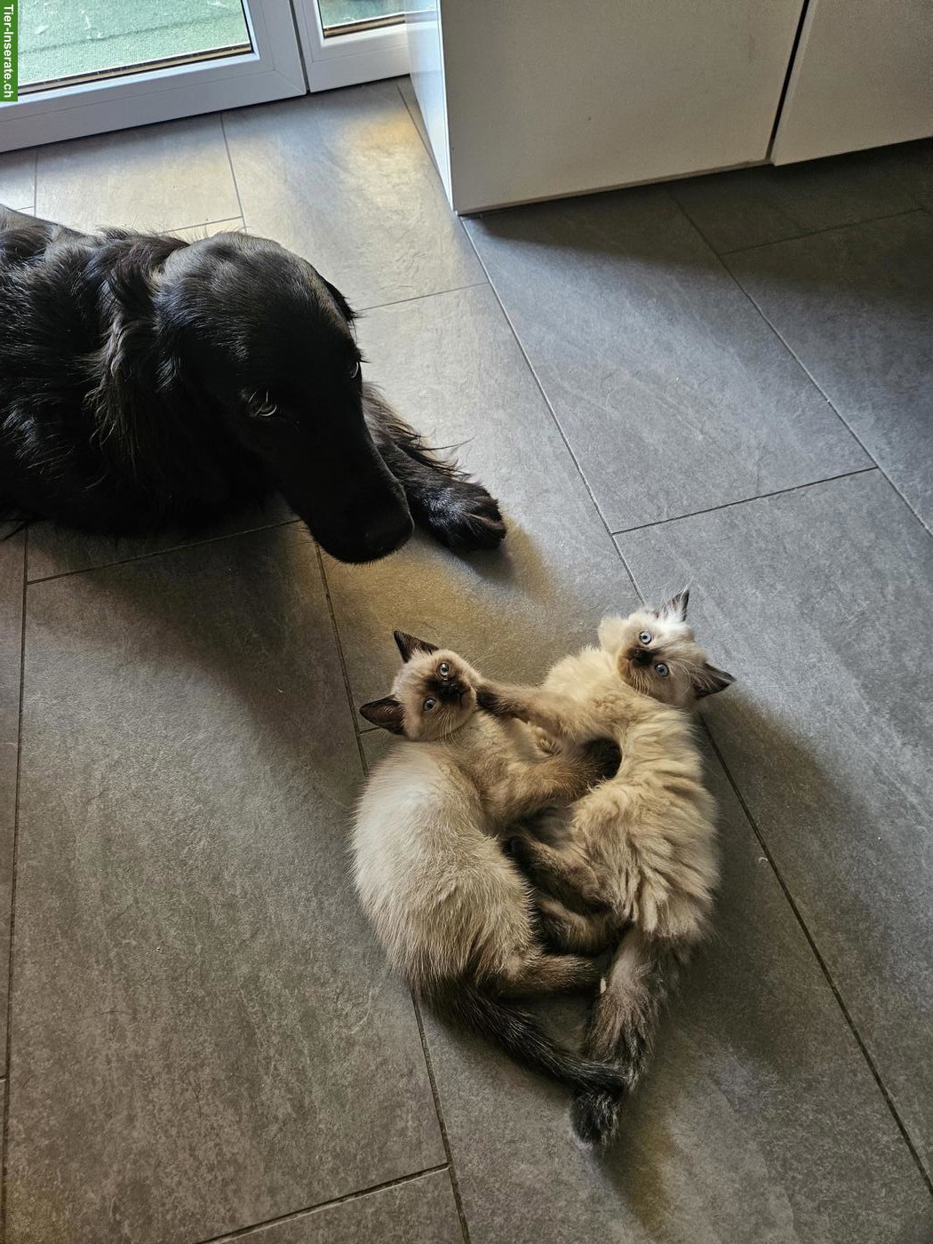 Bild 3: BKH x Ragdoll Katzenbabys