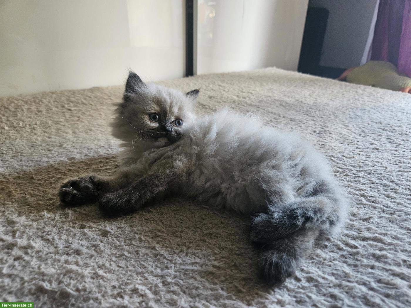 Bild 6: BKH x Ragdoll Katzenbabys