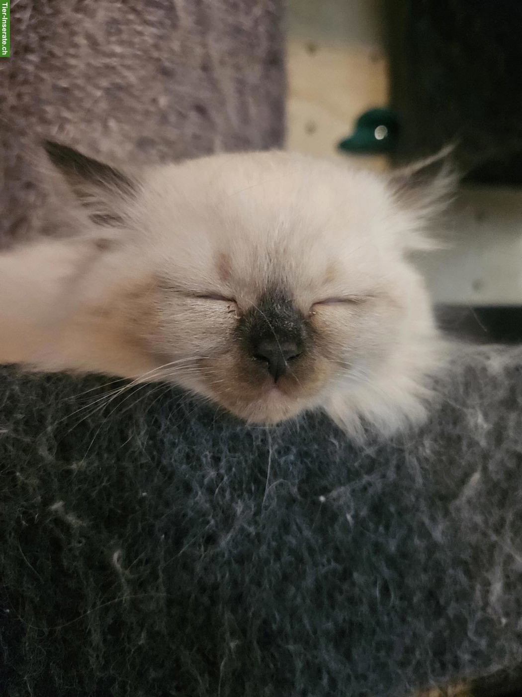 Bild 7: BKH x Ragdoll Katzenbabys