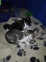 3 Kitten suchen liebevolles Zuhause