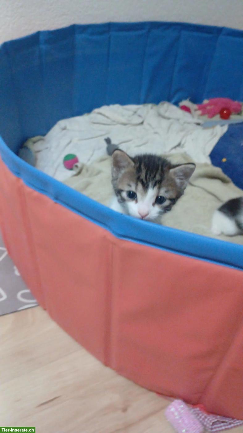 Bild 2: 3 Kitten suchen liebevolles Zuhause