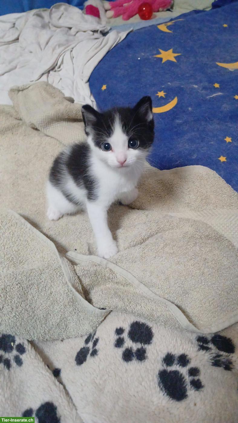 Bild 3: 3 Kitten suchen liebevolles Zuhause