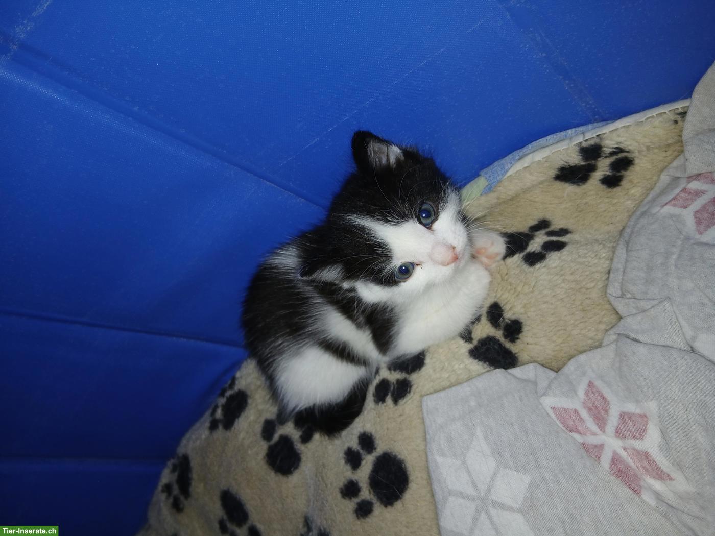 Bild 4: 3 Kitten suchen liebevolles Zuhause