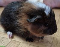 Junges Meerschweinchen Männchen, kastriert